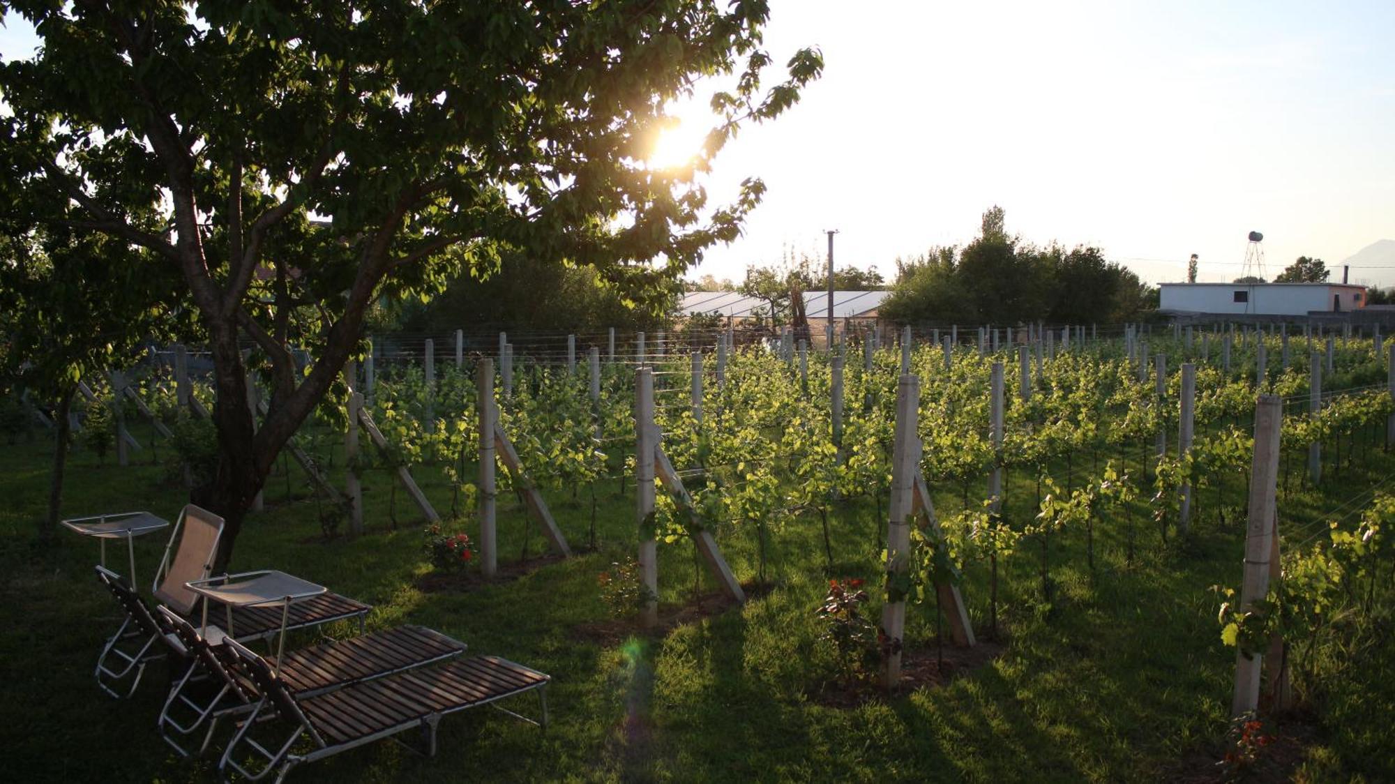"Per Mik" Cottage In Vineyard Shkodër Exterior foto